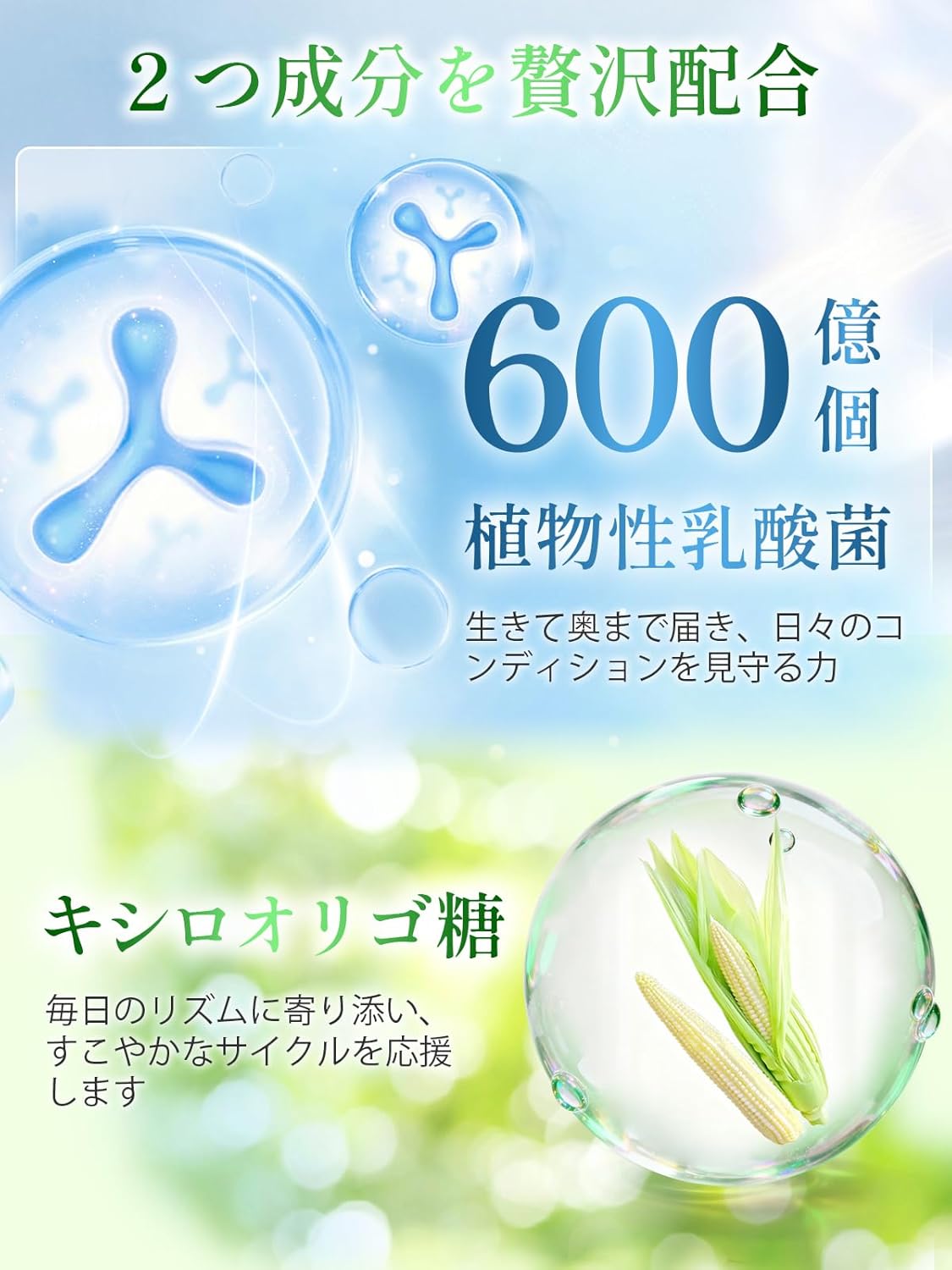 Vanoble 青パパイヤ オリゴ糖 パイナップル 酵素 サプリメント 植物乳酸菌 600億個 GMP認定工場 パイナップル風味 粉末 90g（3g×30包）/ 1袋